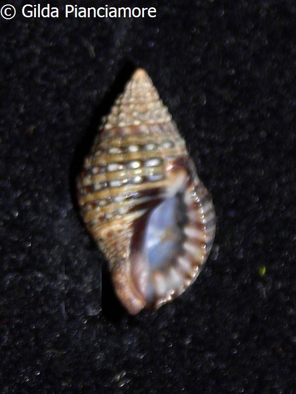 no photo for this shell